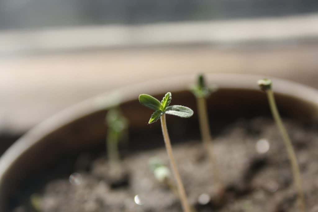 cannabis_1464886678-e1464886700547-1024x683.jpg_7raysmarketing_pixabay