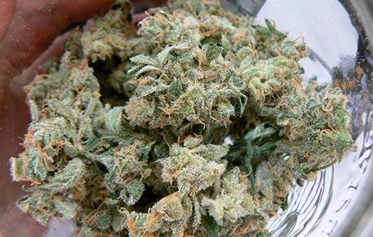 medical_marijuana_bulgaria