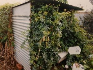 horne_cannabis_crop