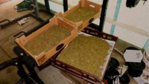 horne_cannabis_crop2