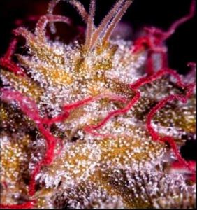 medical_marijuana3